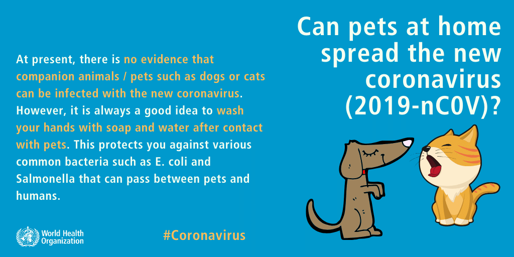 coronavirus pets to human