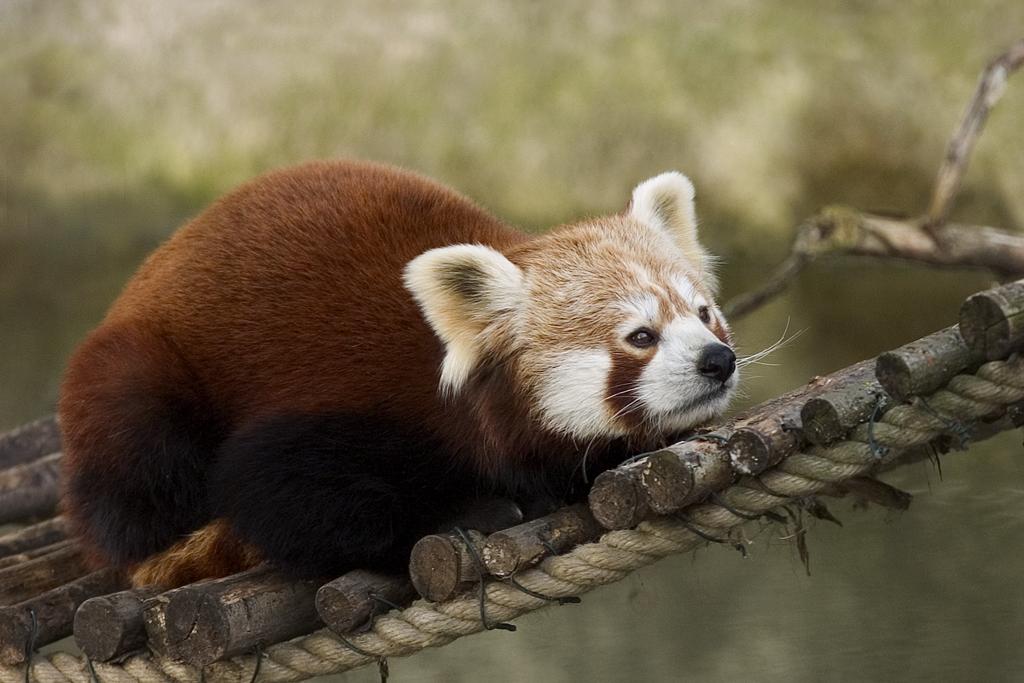 Red Panda, Arunachal Pradesh